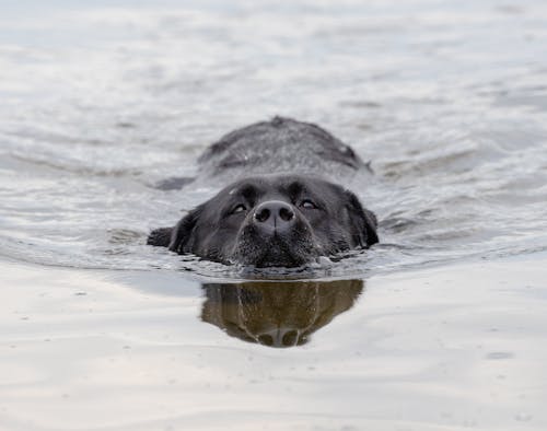 Dog Swimming in Water