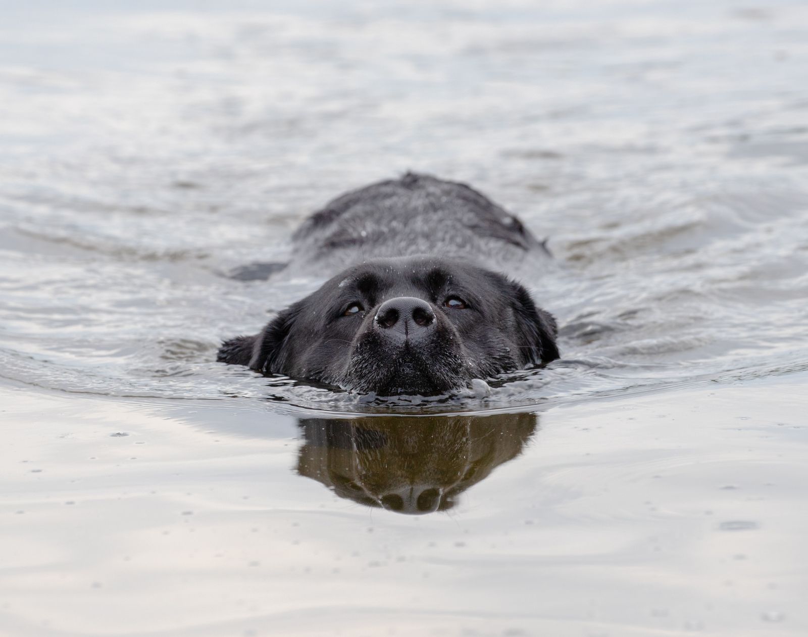 A black Labrador swimming through calm water