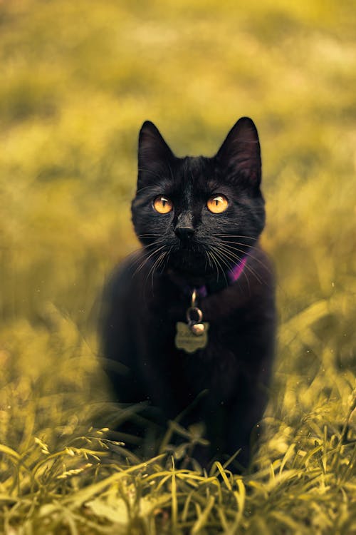Black Cat on Grass