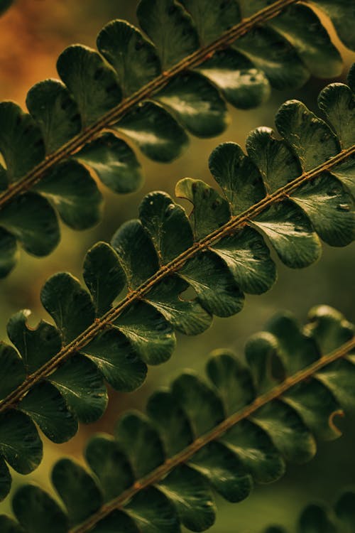 Leaves of Plant