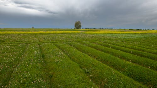 Green, Rural Field