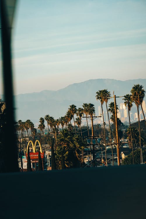 Free stock photo of los angeles, mcdonalds, palm leaves
