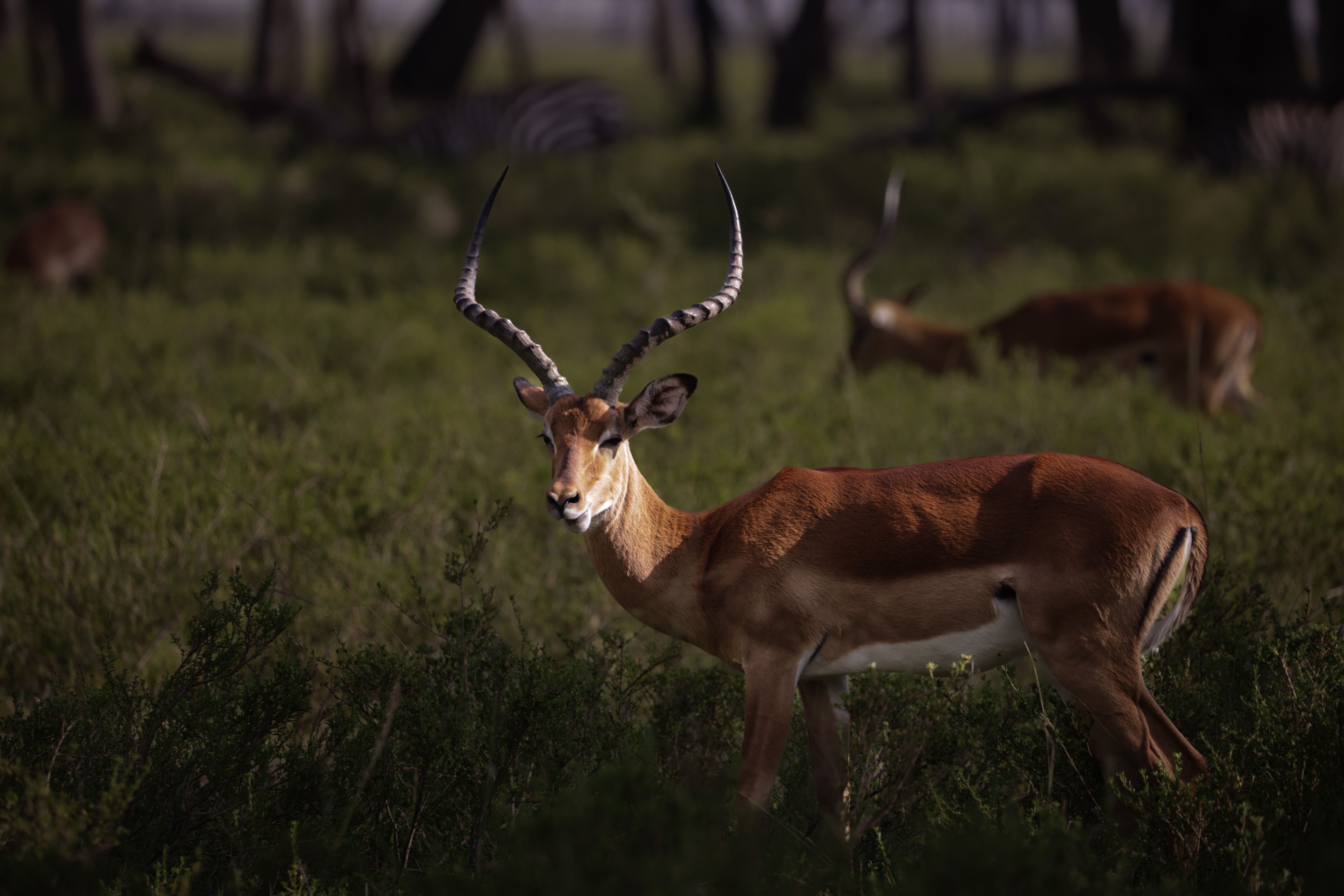 Spectacular Nairobi National Park Half-Day Tour; Free Wi-Fi Connection Review: The Ultimate Urban Safari Experience Review 2026 - A stunning impala gracefully stands in the lush savanna of Kenya's Narok region.