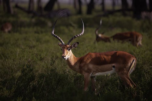 antilop, çim, hayvan fotoğrafçılığı içeren Ücretsiz stok fotoğraf