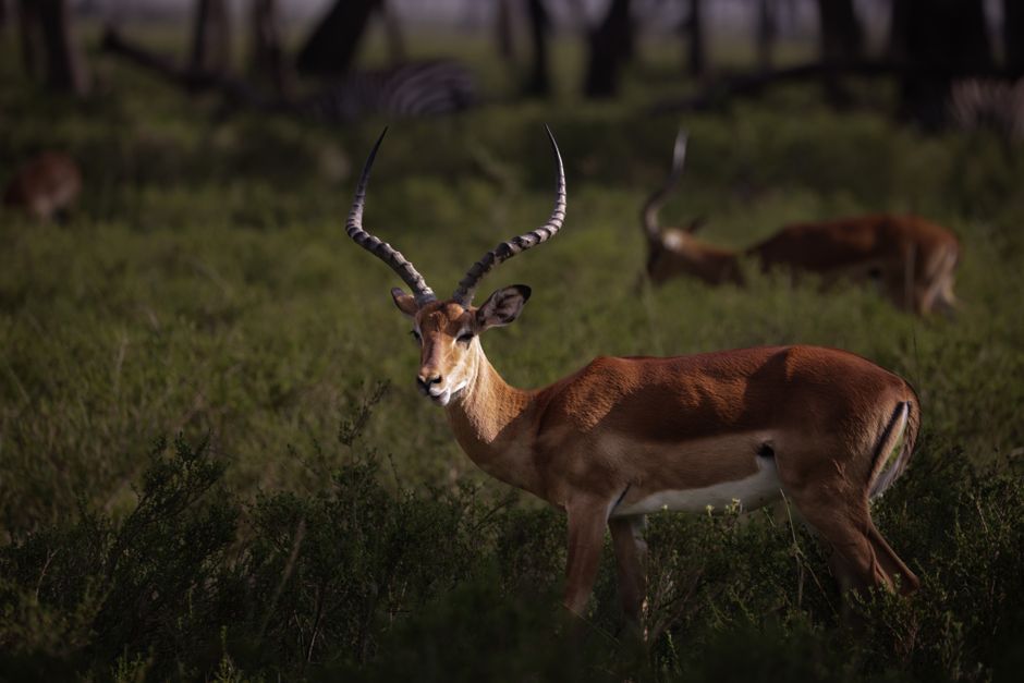 Spectacular Nairobi National Park Half-Day Tour; Free Wi-Fi Connection Review: The Ultimate Urban Safari Experience Review 2026 - A stunning impala gracefully stands in the lush savanna of Kenya's Narok region.