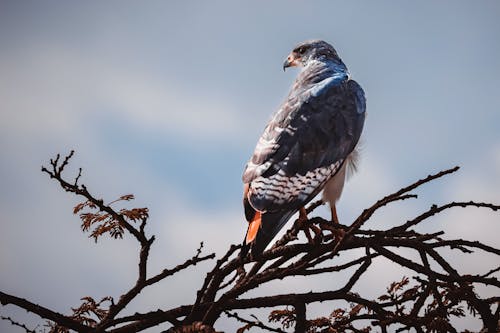 Close-up of a Hawk Perching on a Tree Branch 