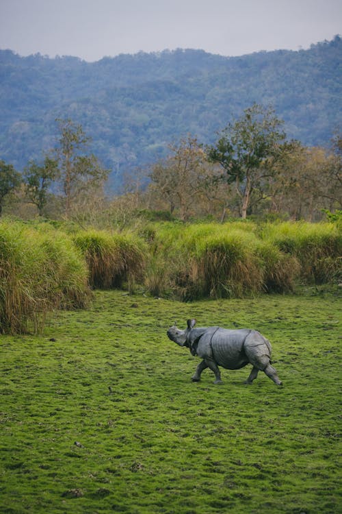 Rhino in Nature