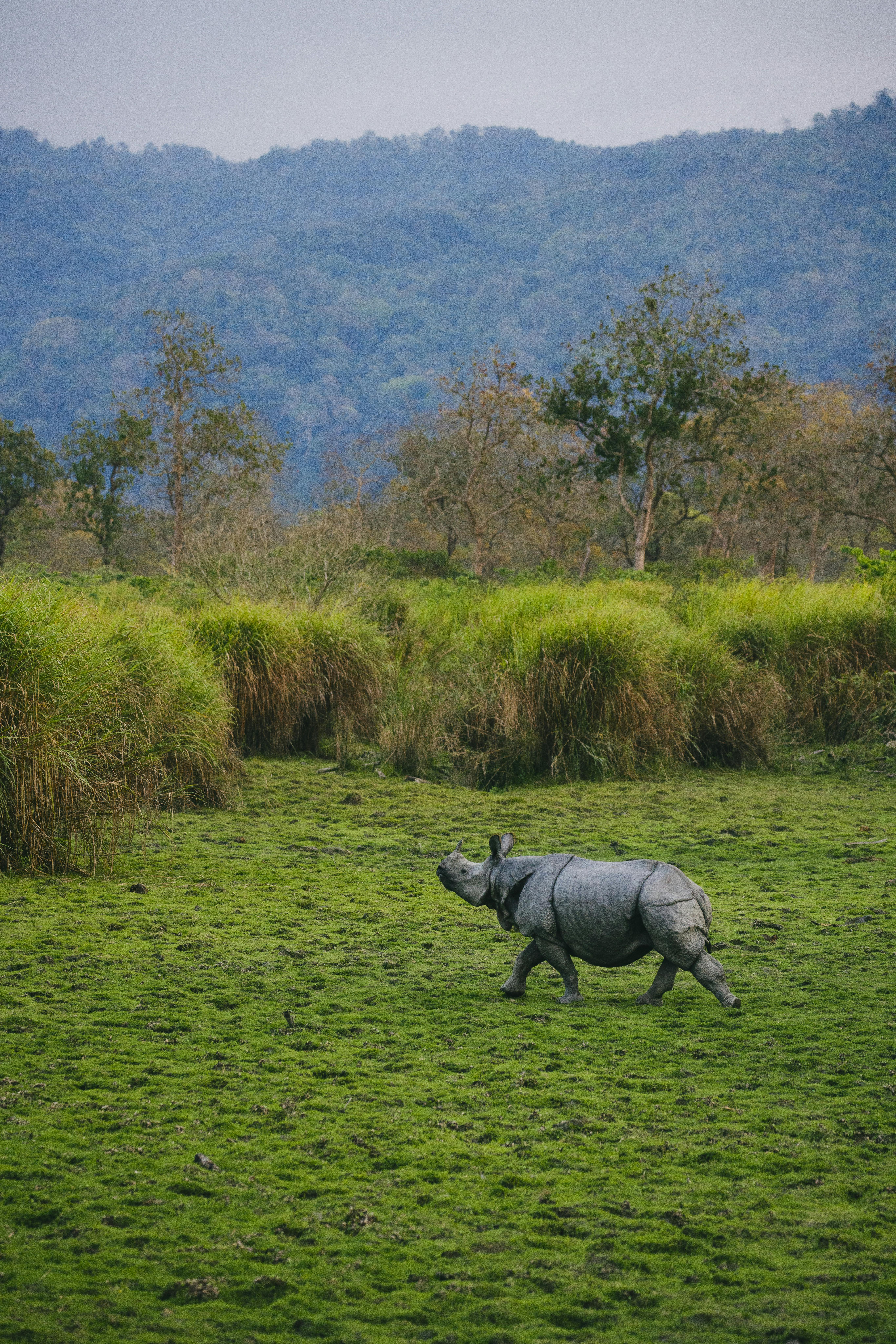 Gratuit Photos gratuites de animaux, asie, assam Photos