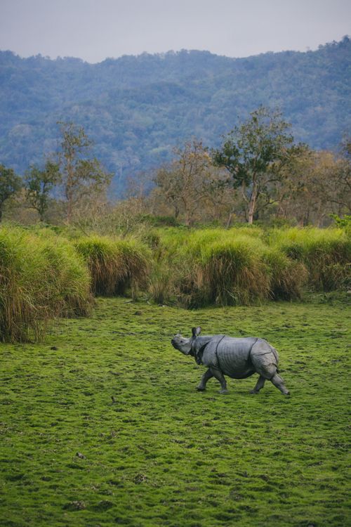 Free A majestic one-horned rhino stands amidst the lush green grasslands of Kaziranga National Park, India. Stock Photo