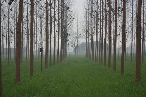 Ingyenes stockfotó farm, India, köd témában