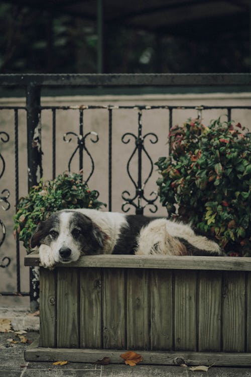 Foto profissional grátis de animais de estimação, cachorro, deitado