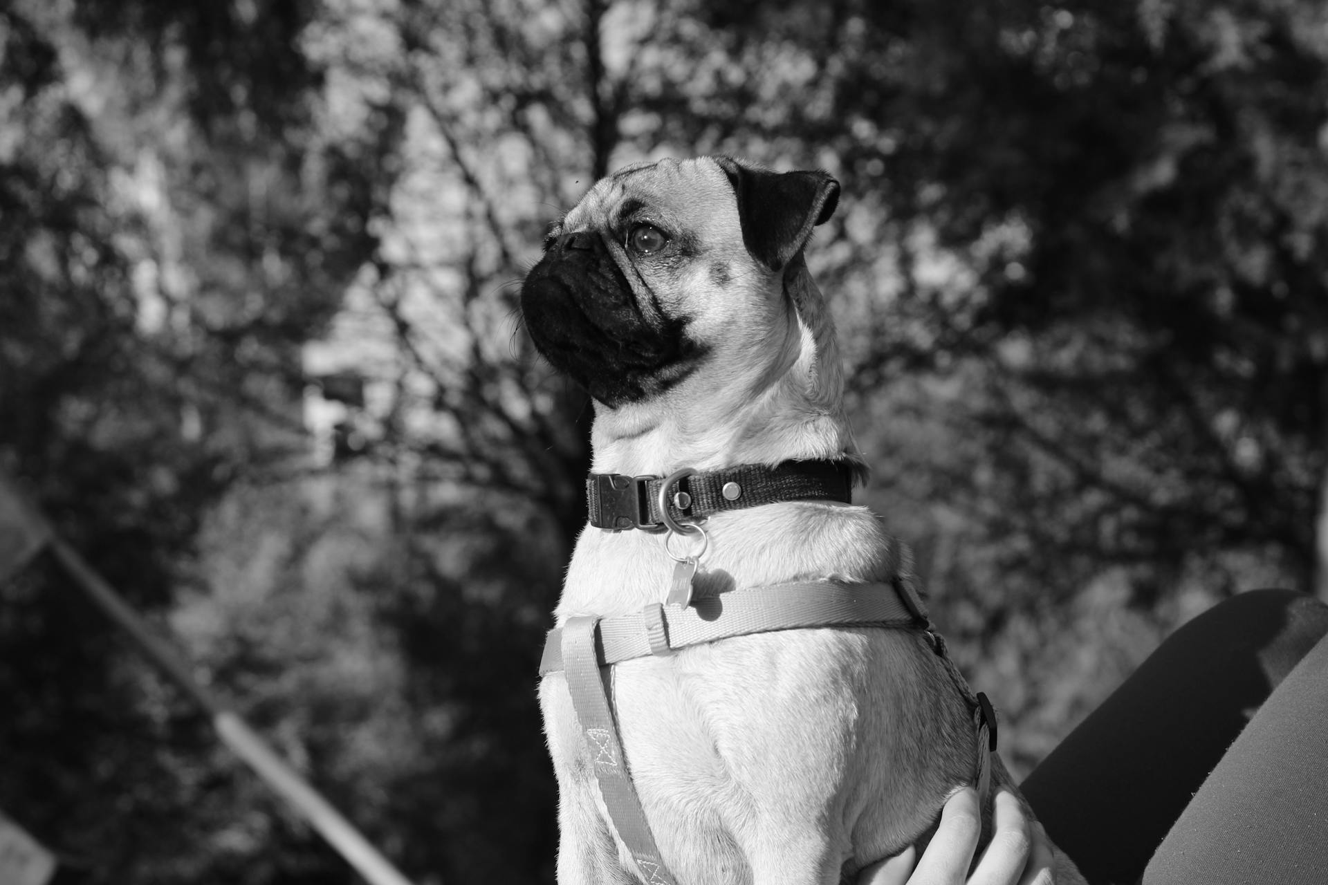 Black and White Photo of Pug Sitting on Persons Lap