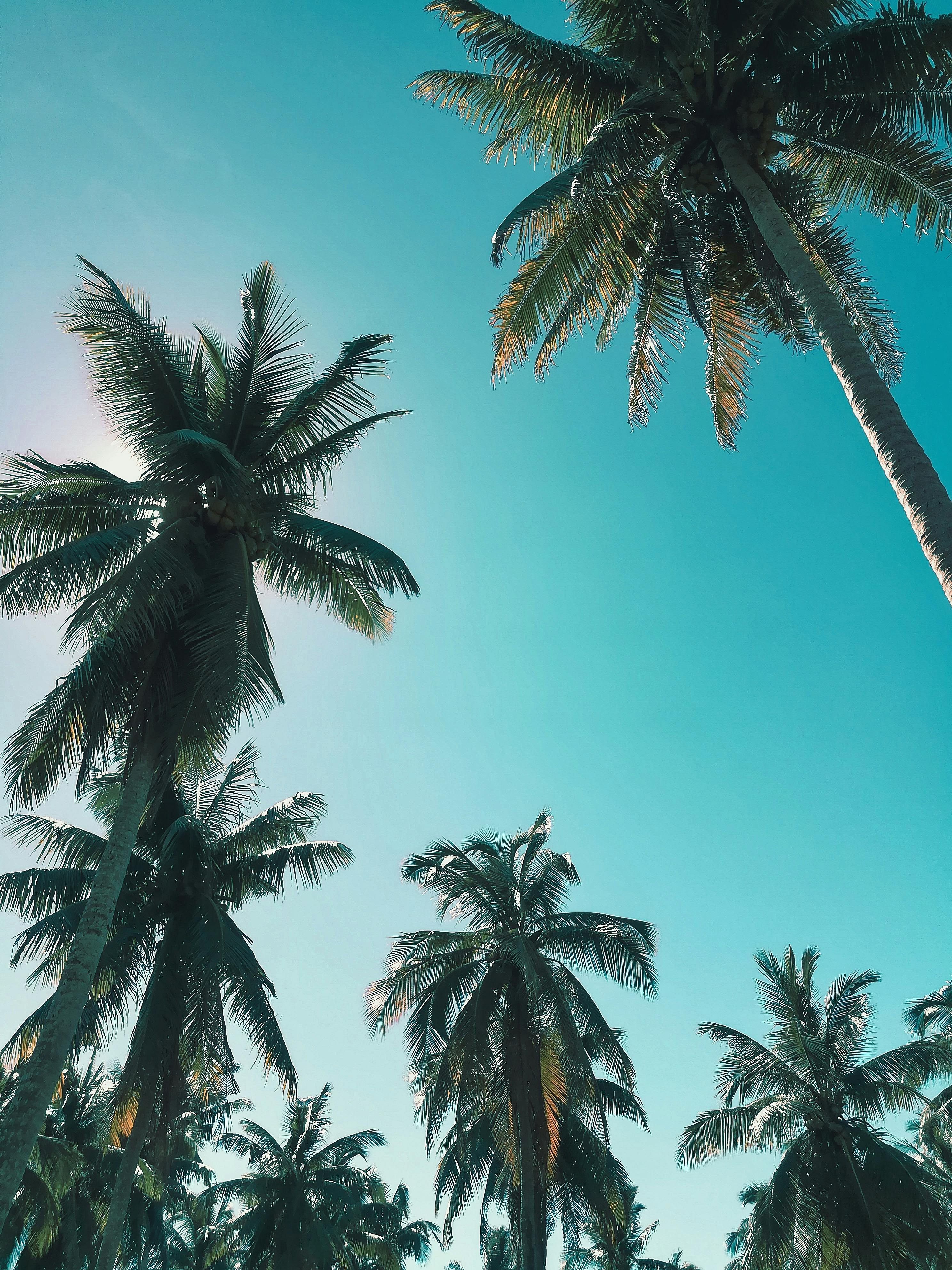 35000 Palm Tree Wallpaper Pictures