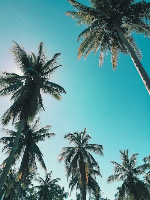 Foto d'estoc gratuïta de arbres, cocoters, fons de pantalla tropical