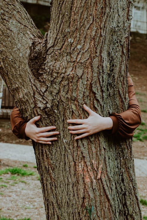 Fotos de stock gratuitas de abrazando, árbol, baño de bosque