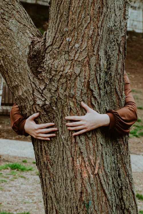 Free Person Hugging Tree Stock Photo