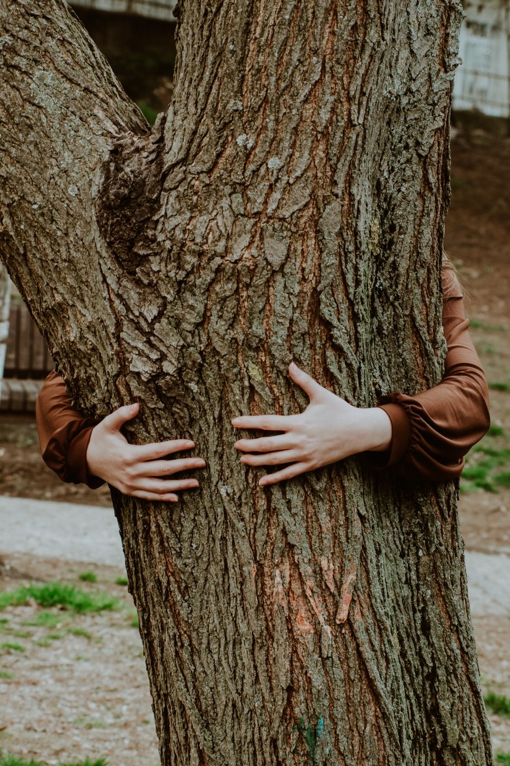 Person Hugging Tree · Free Stock Photo