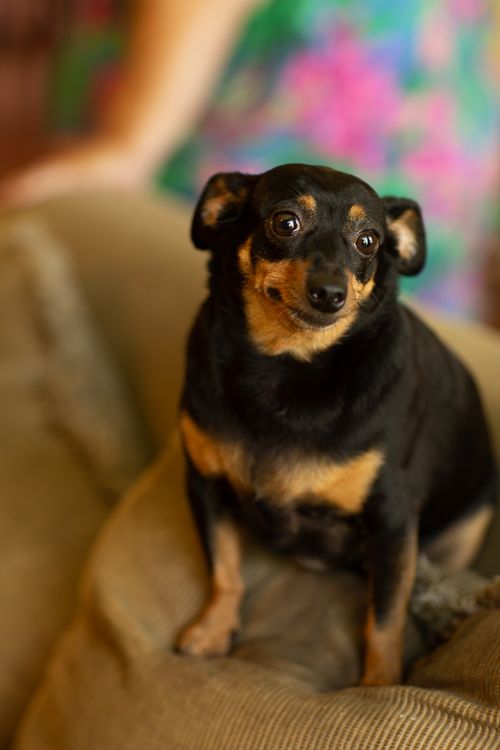 Free Cute Chihuahua sitting comfortably on a sofa indoors, embracing a relaxed atmosphere. Stock Photo