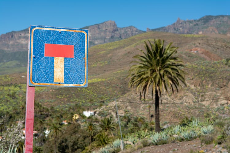 Street Sign And Palm Tree