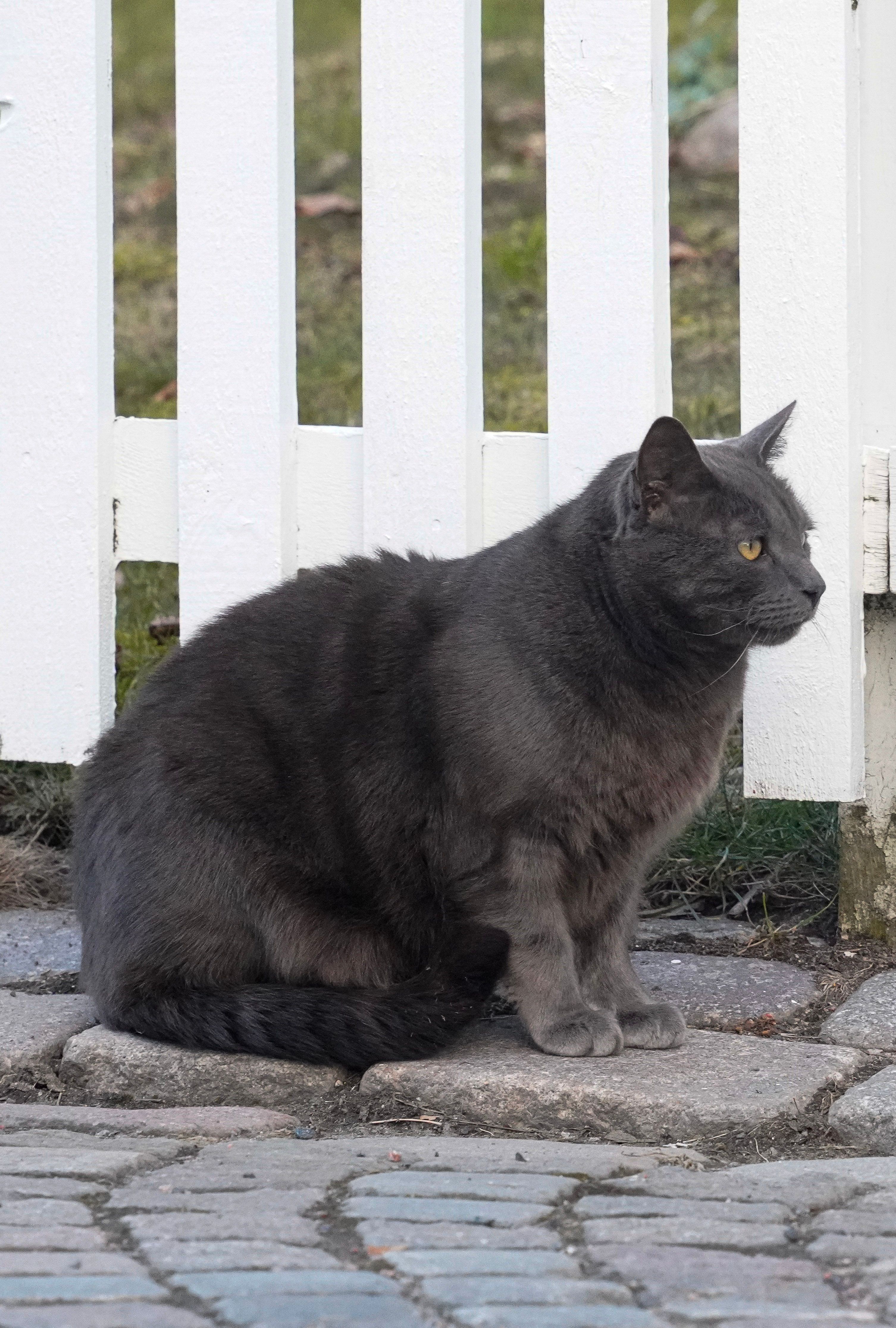 Charming gray cat sitting on pavement by a white fence, perfect for pet and outdoor themes.