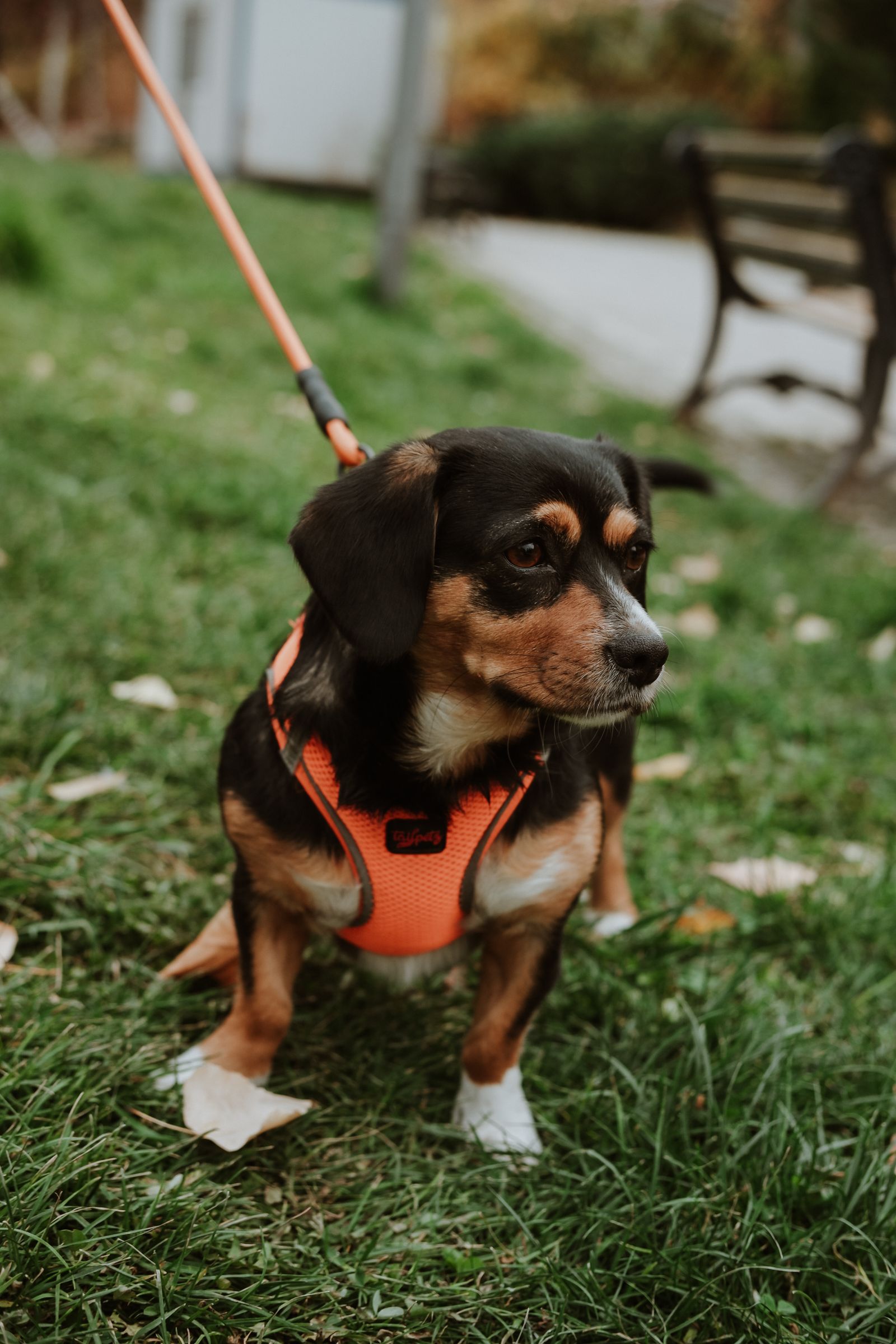 Dog wearing a harness and leash outdoors