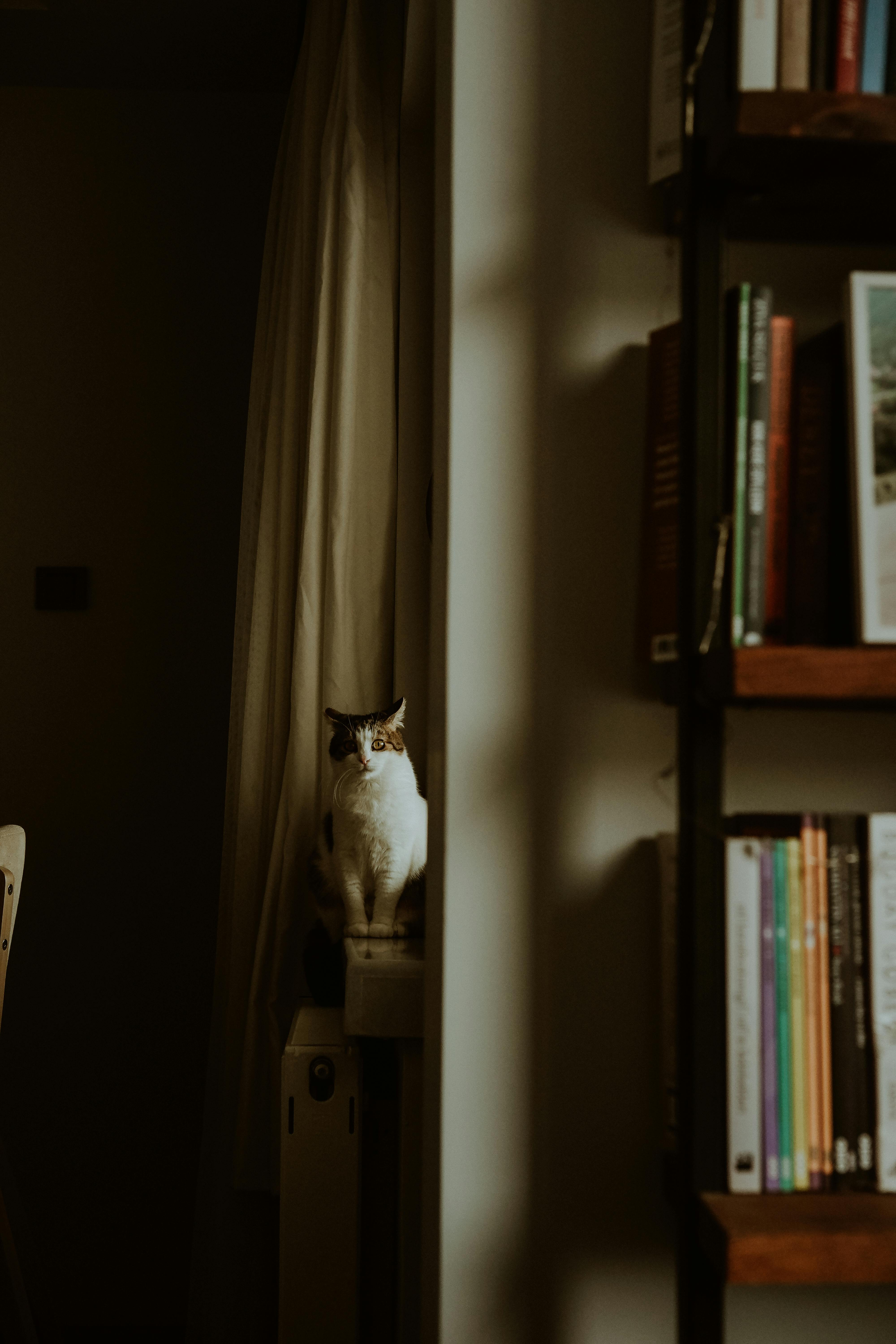 Free A cat sits on a windowsill next to a bookshelf, basking in soft indoor lighting. Stock Photo
