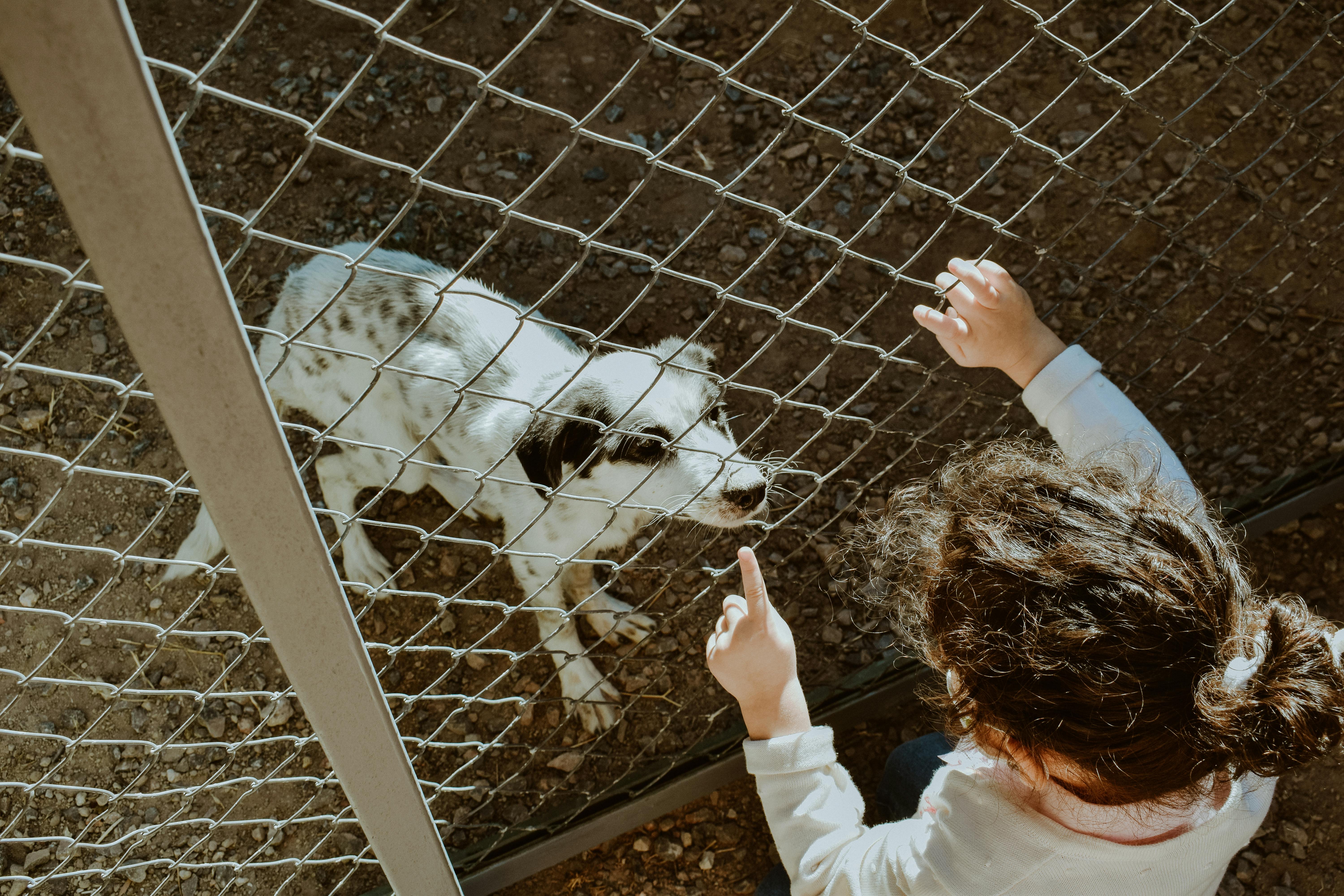 girl playing with dog behind fence