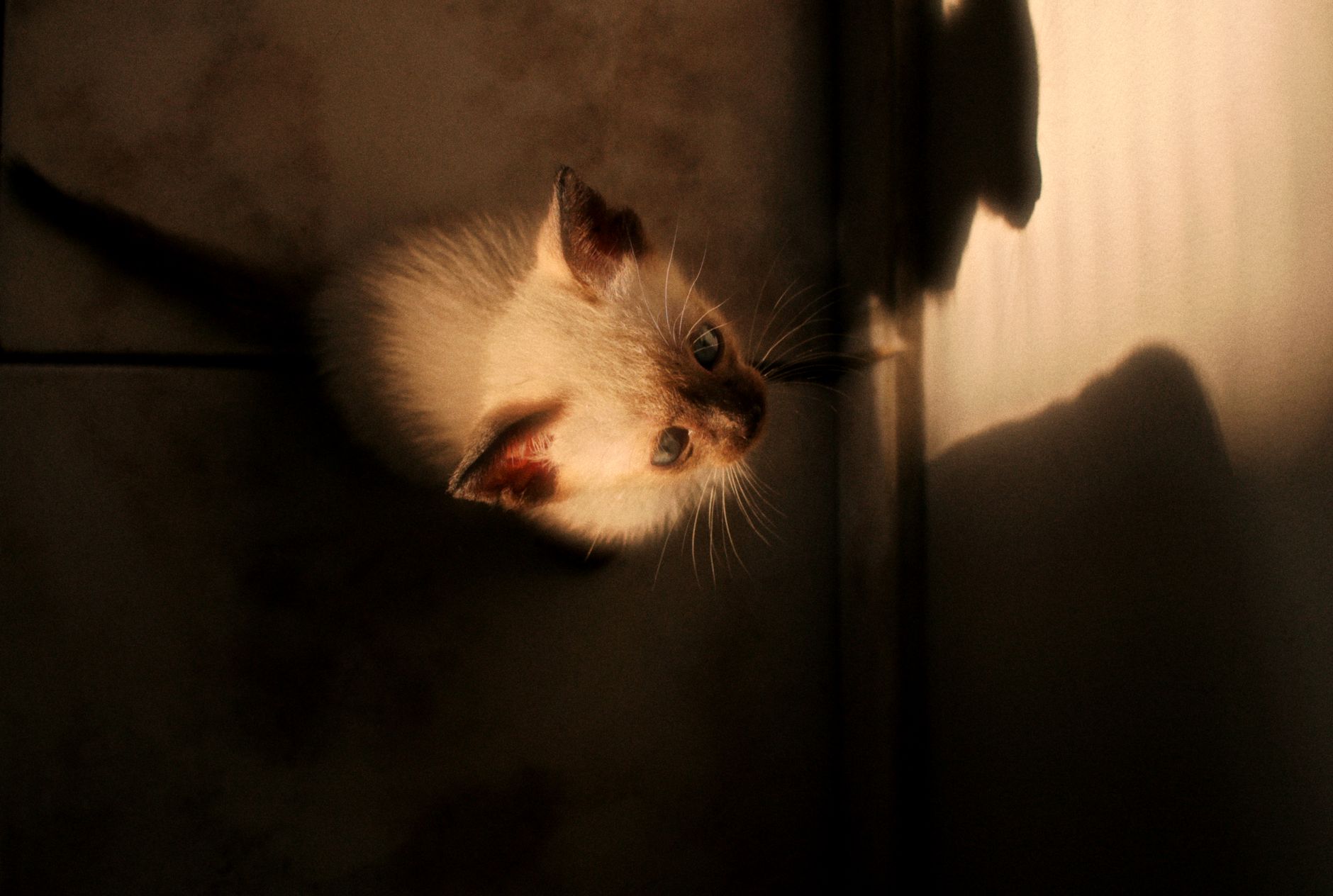 A cat undergoing diagnostic blood testing at a veterinary clinic