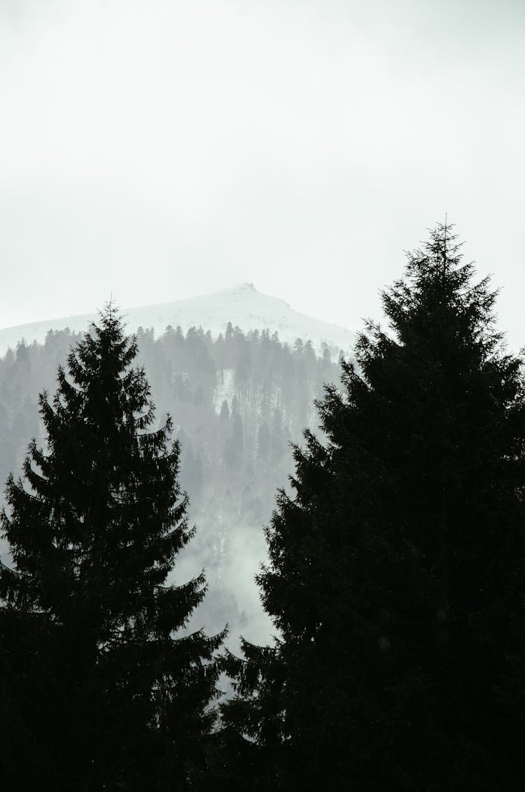 Woods In Winter