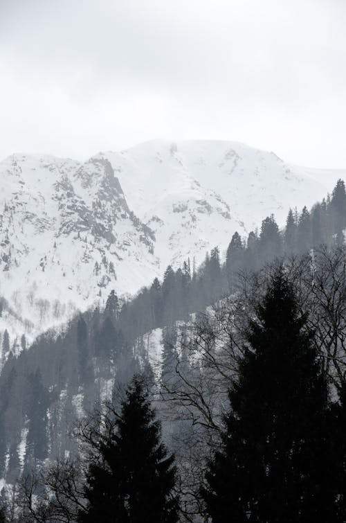 Forest on Hills in Snow 