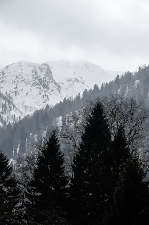 Foto profissional grátis de arvores coníferas, coberto de neve, com frio