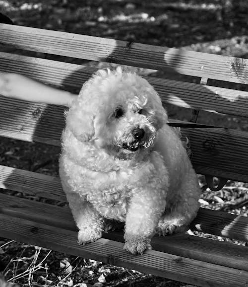 Fotobanka s bezplatnými fotkami na tému čierny a biely, lavička, pes