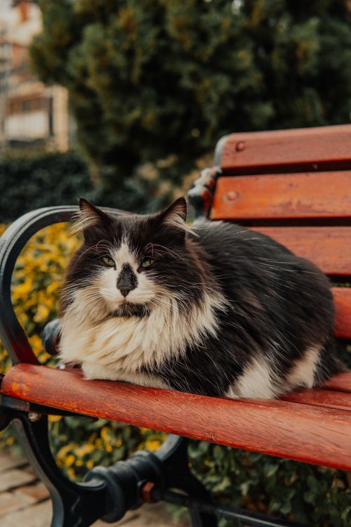 Free Charming fluffy cat resting on a wooden bench in an İstanbul park, perfect for animal lovers. Stock Photo
