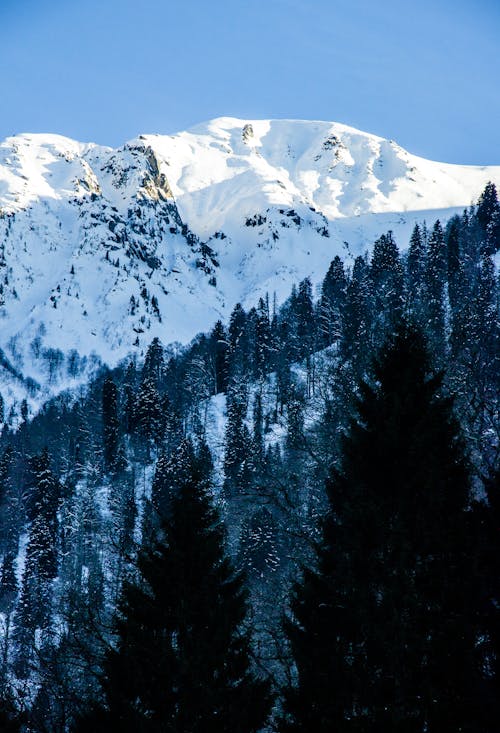 Scenic View of Snowcapped Mountains and Trees 