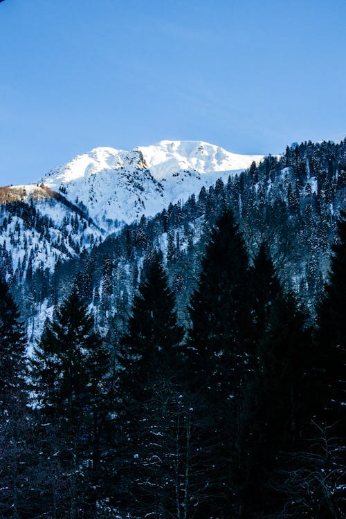 Snowcapped Mountains and Forest 