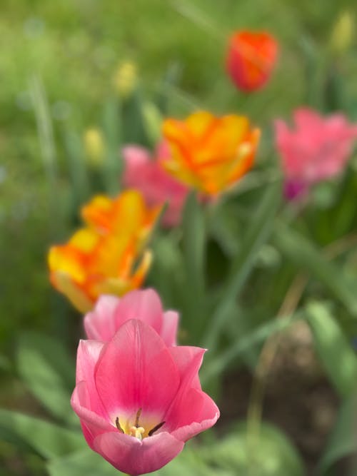 Бесплатное стоковое фото с tulipa, ангелы дышат цветы, бахромчатые тюльпаны