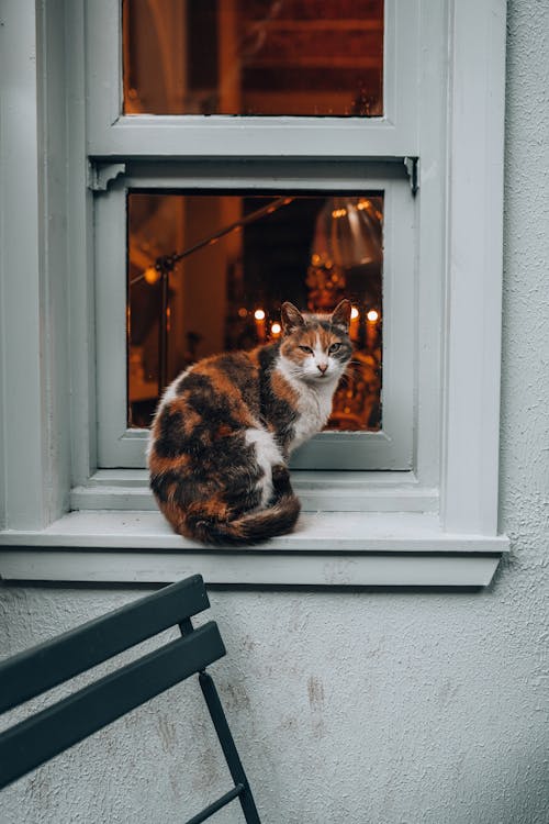 Cat Sitting by Windows