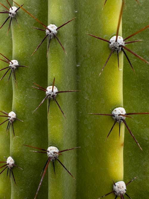Kostnadsfri bild av flora, kaktus, nålar