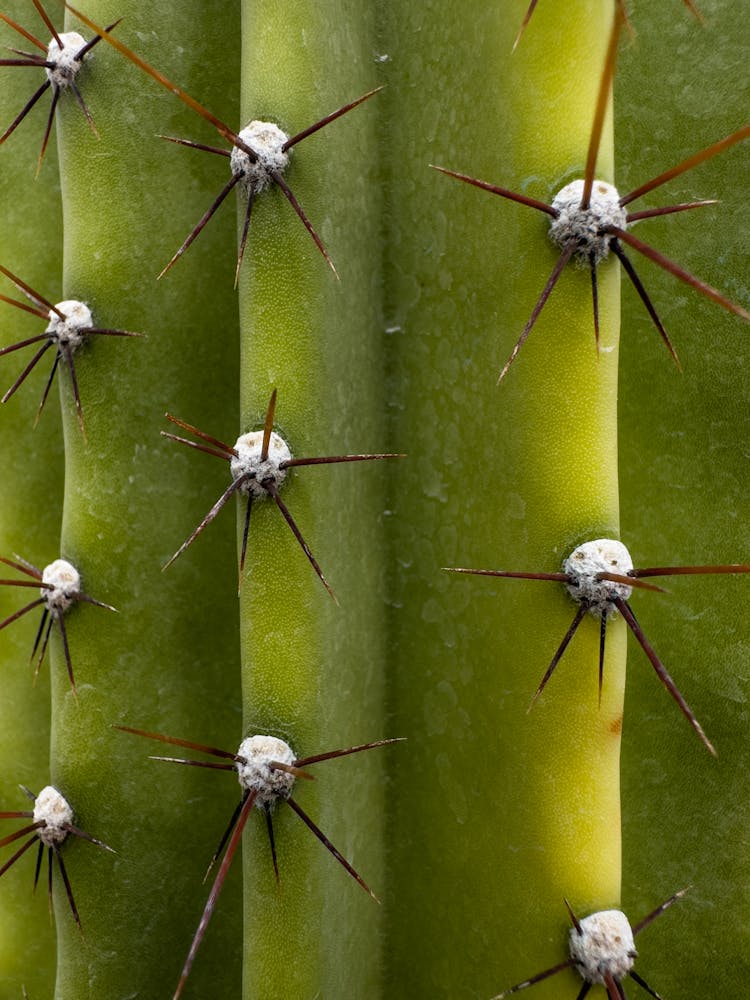 Close-up Of Cactus Needles