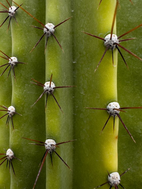 Close-up of Cactus Needles · Free Stock Photo