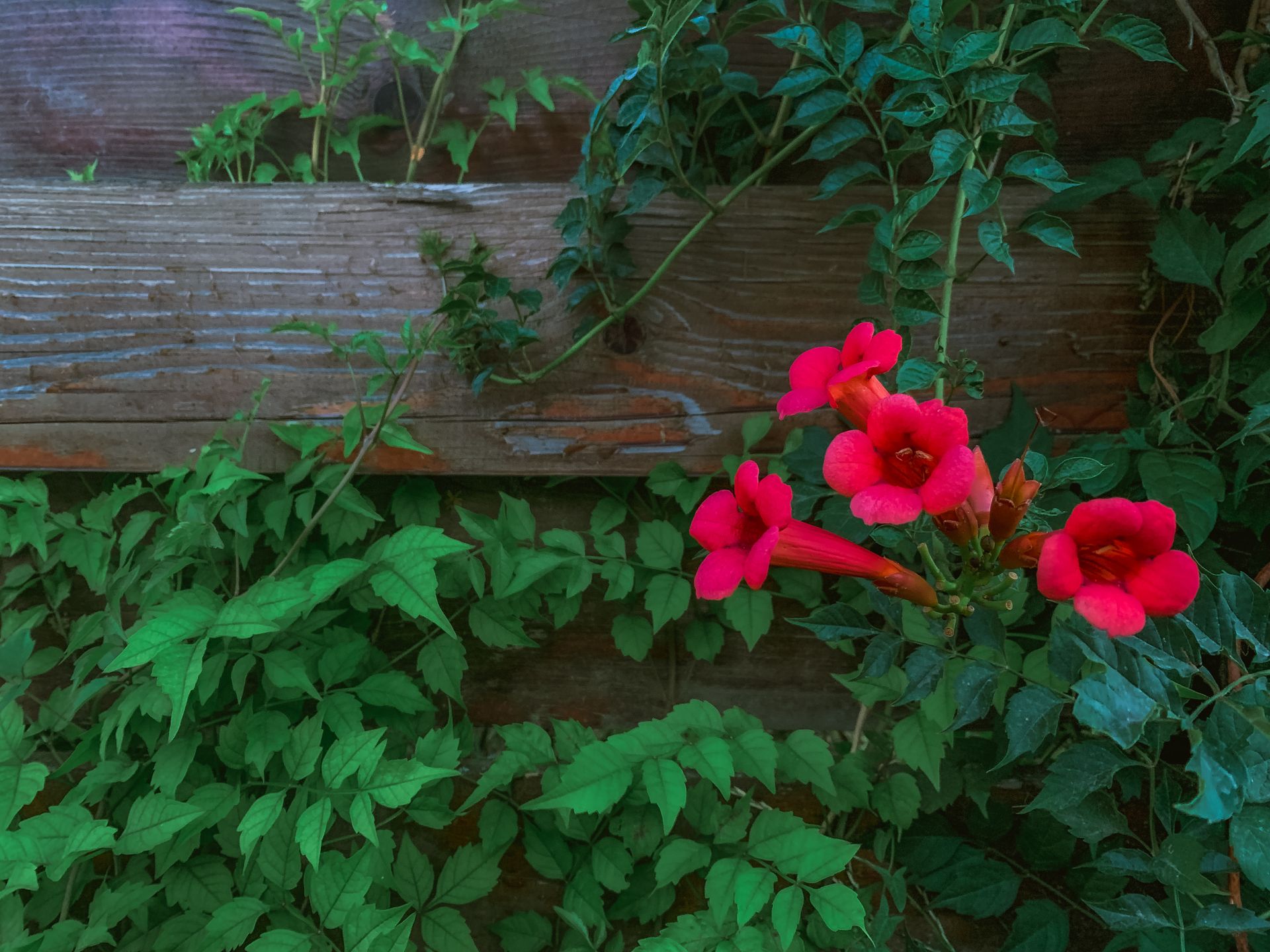 Close-up of red flowers with green leaves against a wooden fence, creating a natural and rustic look.