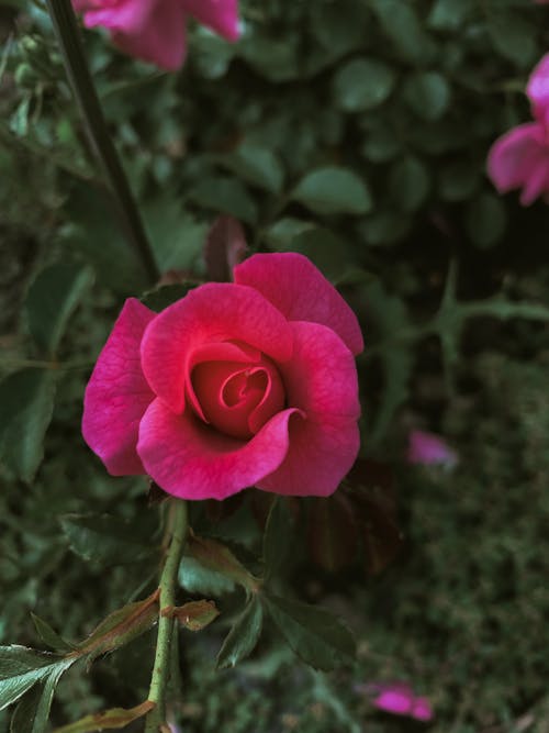 ピンクのバラ, ブッシュ, フローラの無料の写真素材