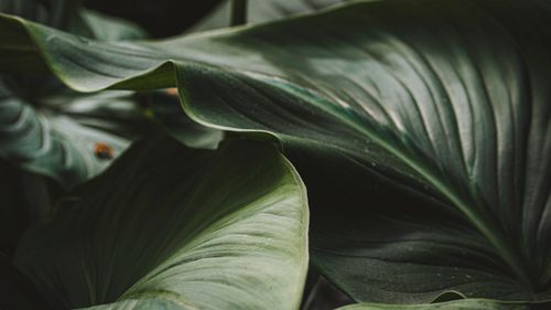 Free Detailed view of vibrant tropical leaves showcasing rich textures and deep green hues. Stock Photo