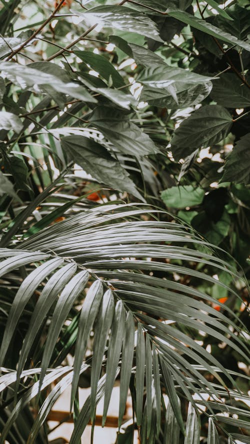 Dark Green Tropical Plant Leaves 