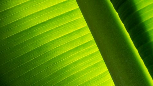 Gratuit Imagine de stoc gratuită din @în aer liber, a închide, banană Fotografie de stoc