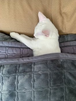 Gattino bianco tenero