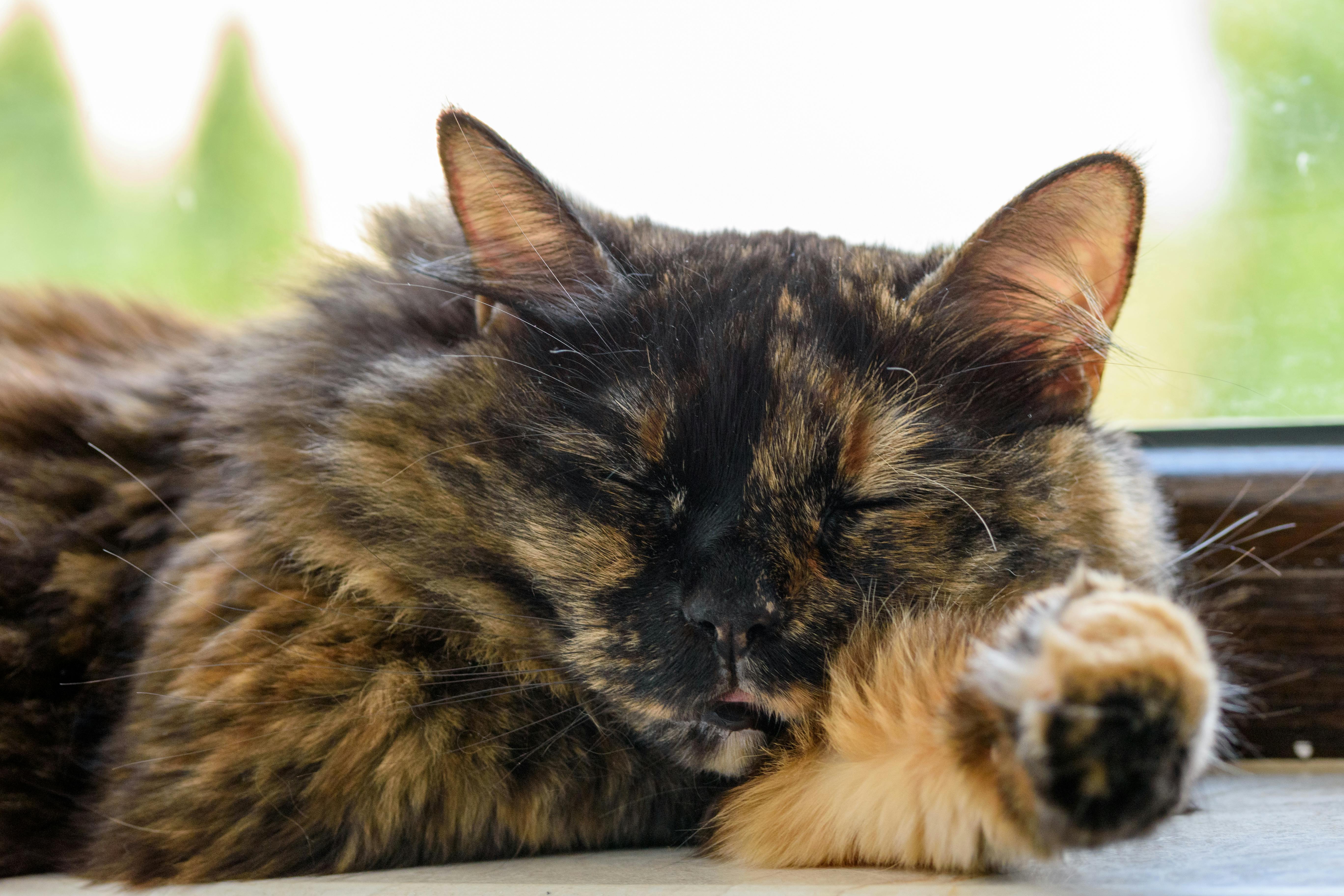 portrait of a brown sleeping cat