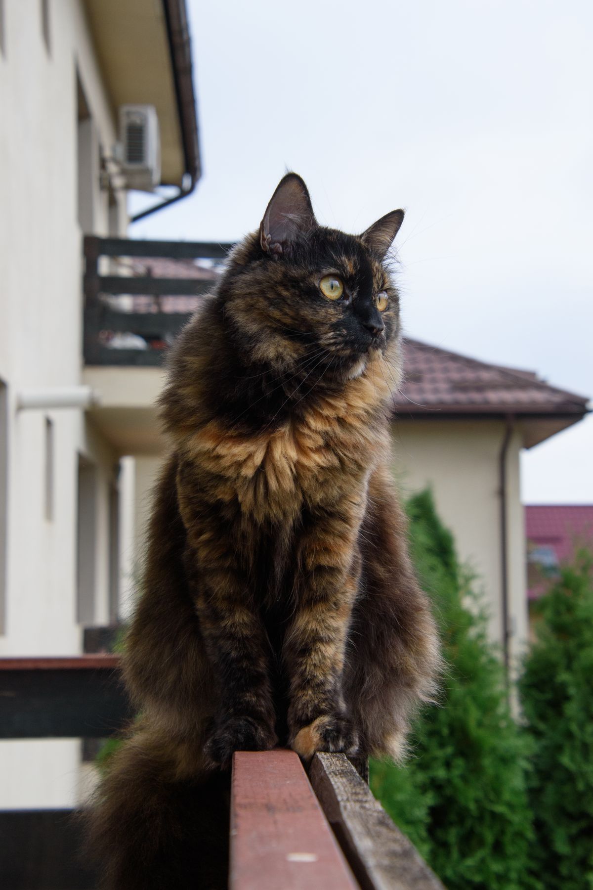 Kedi Filesi Balkonlarda Nasıl Uygulanır?