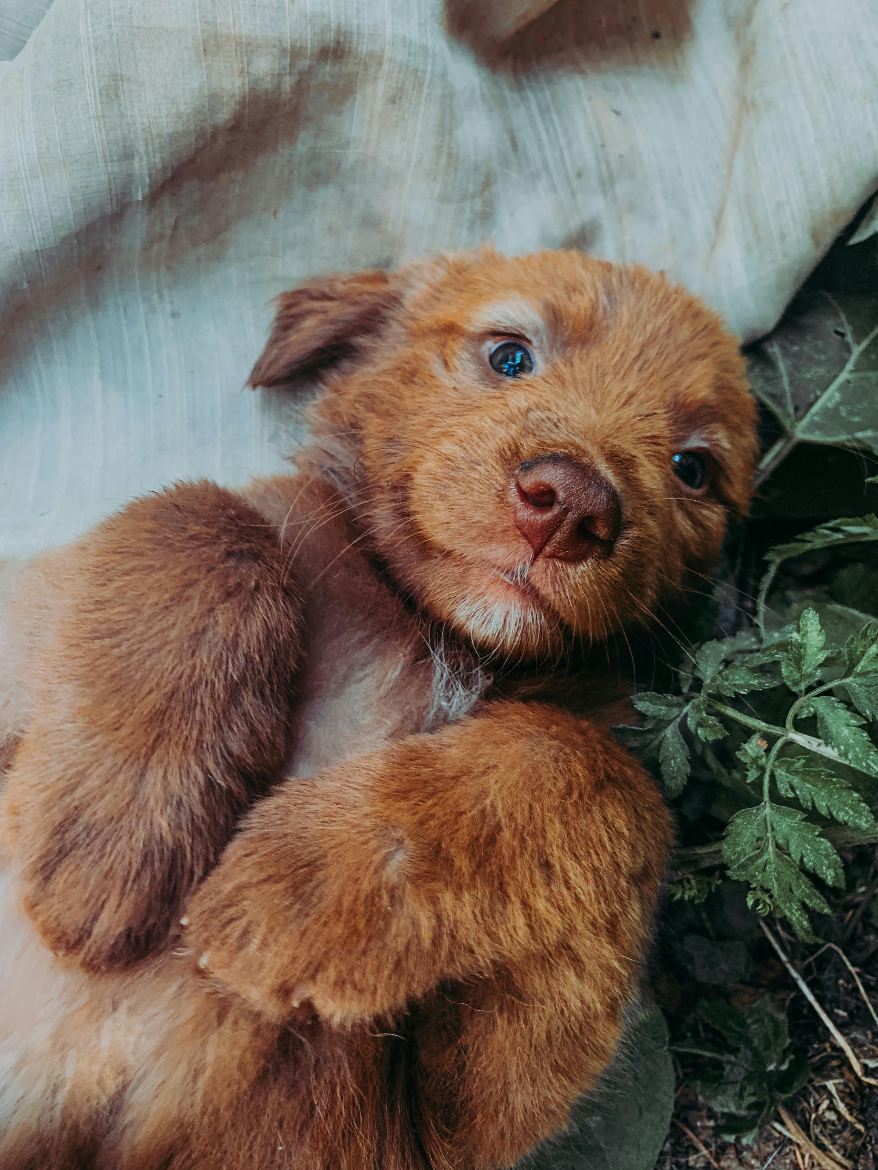 Charming brown puppy lying down with joyful expression amidst greenery, showcasing innocence and playfulness.