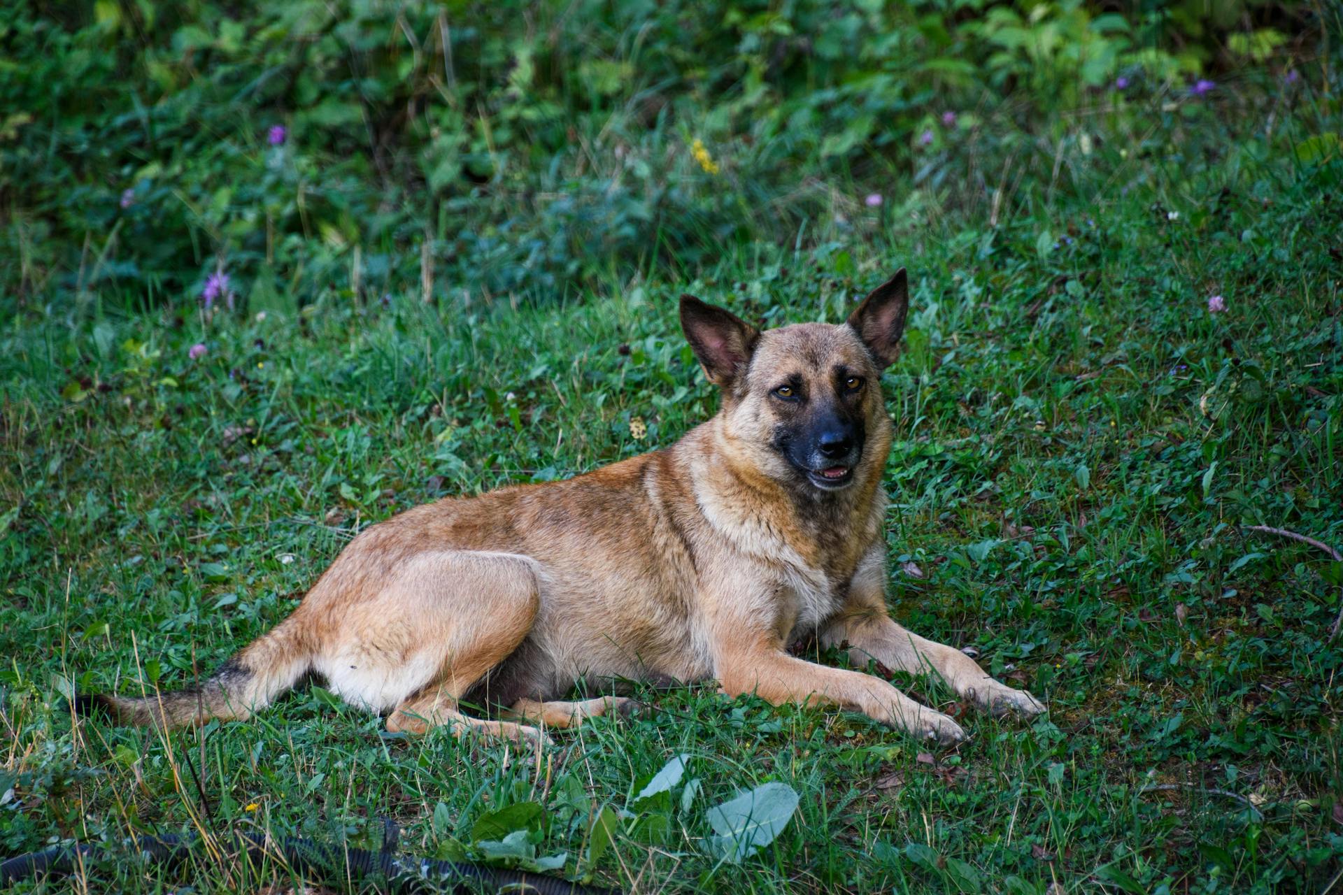 A Belgian Malinois Dog Lying on the Ground in Grass